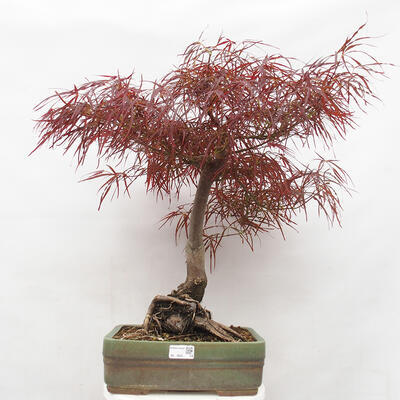 Outdoor bonsai - Acer palmatum RED PYGMY - 1