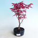 Outdoor bonsai - Maple palmatum DESHOJO - Maple palm - 1/3