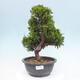 Outdoor bonsai - Juniperus chinensis Itoigawa - Chinese juniper - 1/4