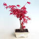 Outdoor bonsai - Acer palm. Atropurpureum-Red palm leaf - 1/3