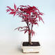 Outdoor bonsai - Acer palm. Atropurpureum-Red palm leaf - 1/3