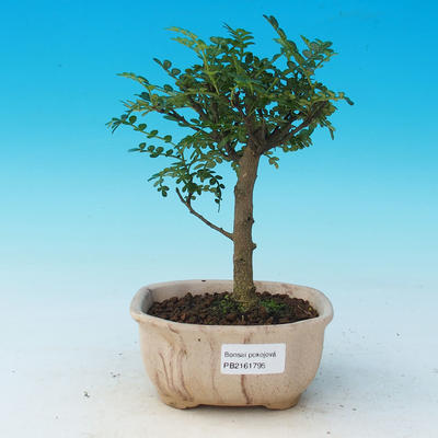 Room bonsai - Zantoxylum piperitum - pepper - 1