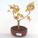 Outdoor bonsai-Acer palmatum Sango Koku- Japanese Maple - 1/2