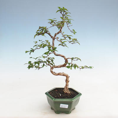 Room Bonsai - Australian Cherry - Eugenia uniflora - 1