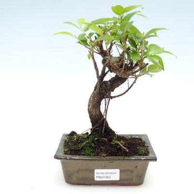 Room bonsai - Ficus retusa - malolistý ficus