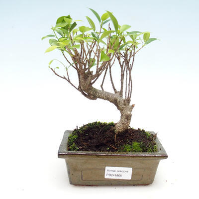Room bonsai - Ficus retusa - malolistý ficus