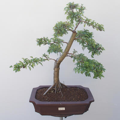Outdoor bonsai - Hawthorn - 1