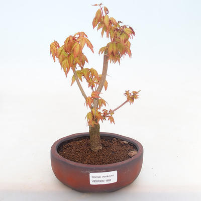 Outdoor bonsai-Acer palmatum Sango Koku- Japanese Maple - 1