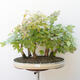 Acer campestre, acer platanoudes - Baby maple, maple - 1/4