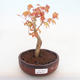Outdoor bonsai-Acer palmatum Sango Koku- Japanese Maple - 1/2