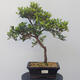 Outdoor bonsai - Rhododendron sp. - Pink azalea - 1/4