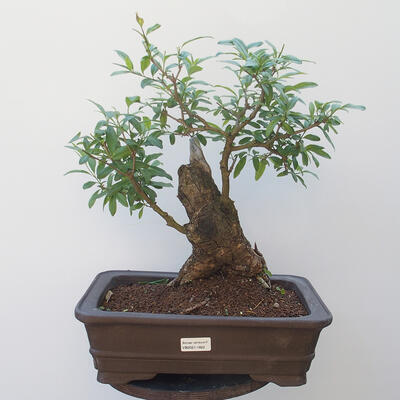 Outdoor bonsai - bird's beak Ligustrum - 1