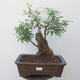 Outdoor bonsai - bird's beak Ligustrum - 1/6