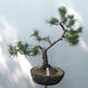 Outdoor bonsai - Pinus sylvestris Watereri - Scots Pine - 1/5