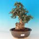 Room bonsai - Olea europaea sylvestris -Oliva European drobnolistá - 1/6
