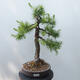 Outdoor bonsai - Larix decidua - Larch - 1/5
