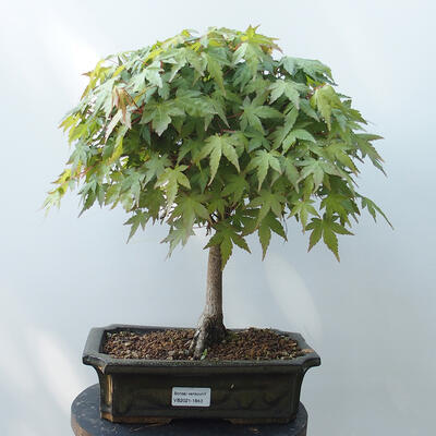 Outdoor bonsai - Acer palmatum-Maple