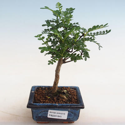 Indoor bonsai - Zantoxylum piperitum - peppercorn - 1
