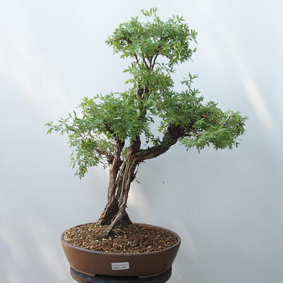 Outdoor bonsai - Cinquefoil - Potentila fruticosa yellow - 1