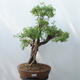 Outdoor bonsai - Cinquefoil - Potentila fruticosa yellow - 1/5