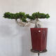 Room bonsai - Ficus nitida - small ficus - 1/5