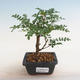 Indoor bonsai - Zantoxylum piperitum - peppercorn - 1/5