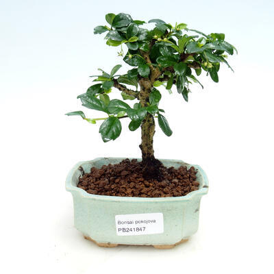 Indoor bonsai - Carmona macrophylla - Fuki tea - 1