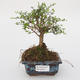 Room bonsai -Ligustrum retusa - small-sized bird's eye - 1/3