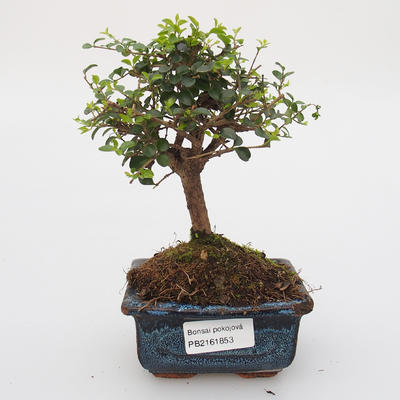 Room bonsai -Ligustrum retusa - small-sized bird's eye - 1