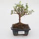 Room bonsai -Ligustrum retusa - small-sized bird's eye - 1/4