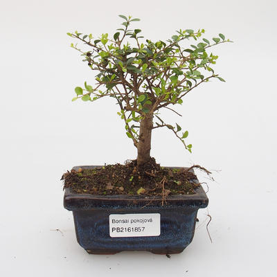 Room bonsai -Ligustrum retusa - small-sized bird's eye - 1