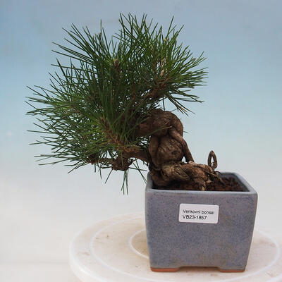 Outdoor bonsai - Pinus thunbergii - Thunbergia pine - 1