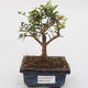 Room bonsai -Ligustrum retusa - small-sized bird's eye - 1/4