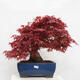 Outdoor bonsai - Maple palmatum DESHOJO - Maple palmate - 1/6