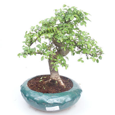 Indoor bonsai - Ulmus parvifolia - Small leaf elm PB2191865 - 1