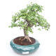 Indoor bonsai - Ulmus parvifolia - Small leaf elm PB2191865 - 1/3