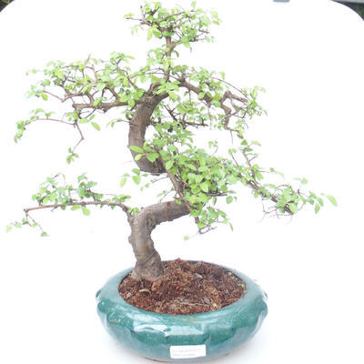 Indoor bonsai - Ulmus parvifolia - Small leaf elm PB2191866 - 1