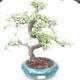 Indoor bonsai - Ulmus parvifolia - Small leaf elm PB2191866 - 1/3