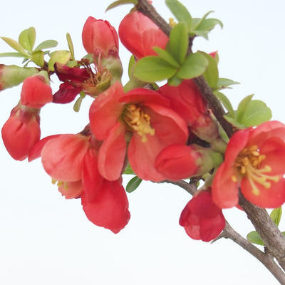 Outdoor bonsai - Chaenomeles spec. Rubra - Quince VB2020-186 - 1