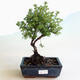 Outdoor bonsai-Cinquefoil - Potentilla fruticosa Goldfinger - 1/2