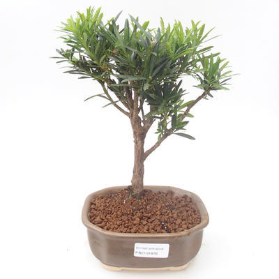 Indoor bonsai - Podocarpus - Stone yew PB2191876 - 1