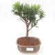 Indoor bonsai - Podocarpus - Stone yew PB2191876 - 1/4