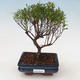 Indoor bonsai - Syzygium - Allspice - 1/3