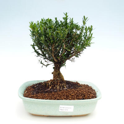 Room bonsai - Buxus harlandii - 1