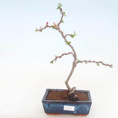 Outdoor bonsai - Chaenomeles spec. Rubra - Quince VB2020-187 - 1