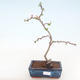 Outdoor bonsai - Chaenomeles spec. Rubra - Quince VB2020-187 - 1/3