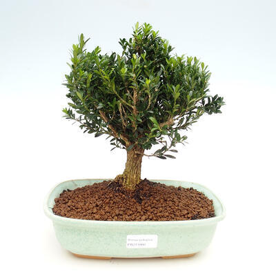 Room bonsai - Buxus harlandii - 1