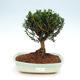 Room bonsai - Buxus harlandii - 1/4