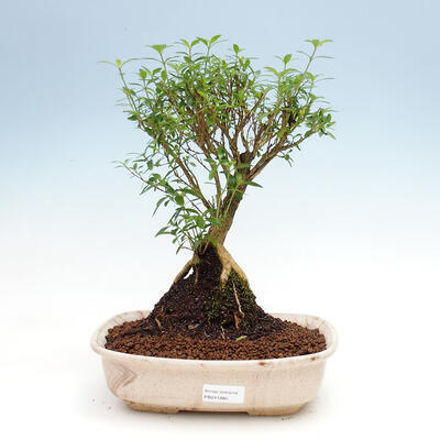 Room bonsai - Serissa foetida - Tree of a thousand stars - 1