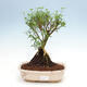 Room bonsai - Serissa foetida - Tree of a thousand stars - 1/2